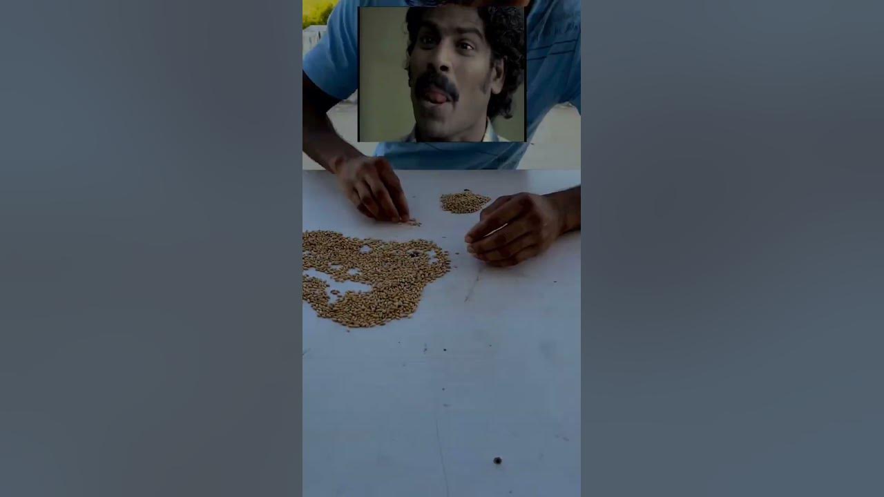 aaj-dekhte-hai-ki-1kg-gaiyu-me-kitne-dane-hote-hai-youtube