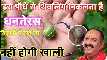 18 अक्टूबर कार्तिक शनिवार द्वादशी तिथि को कटोरी सरसों तेल वाला उपाय जरुर करे || Pradeep Ji Mishra