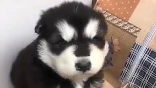 Cachorro Aullando Por Primera Vez