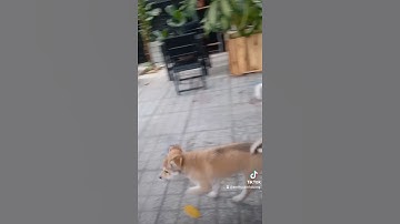 Video Funny - Những màn hài hước vui nhộn của thú cưng - Dog cute - Dog Funny #Shorts part 35