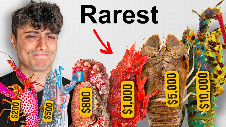 I Cooked Every Exotic Seafood!