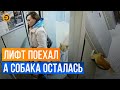 Лифт зажал поводок и пришлось спасать и хозяйку и собаку в Казани