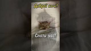 КИЦЯ НА ДОБРАНІЧ