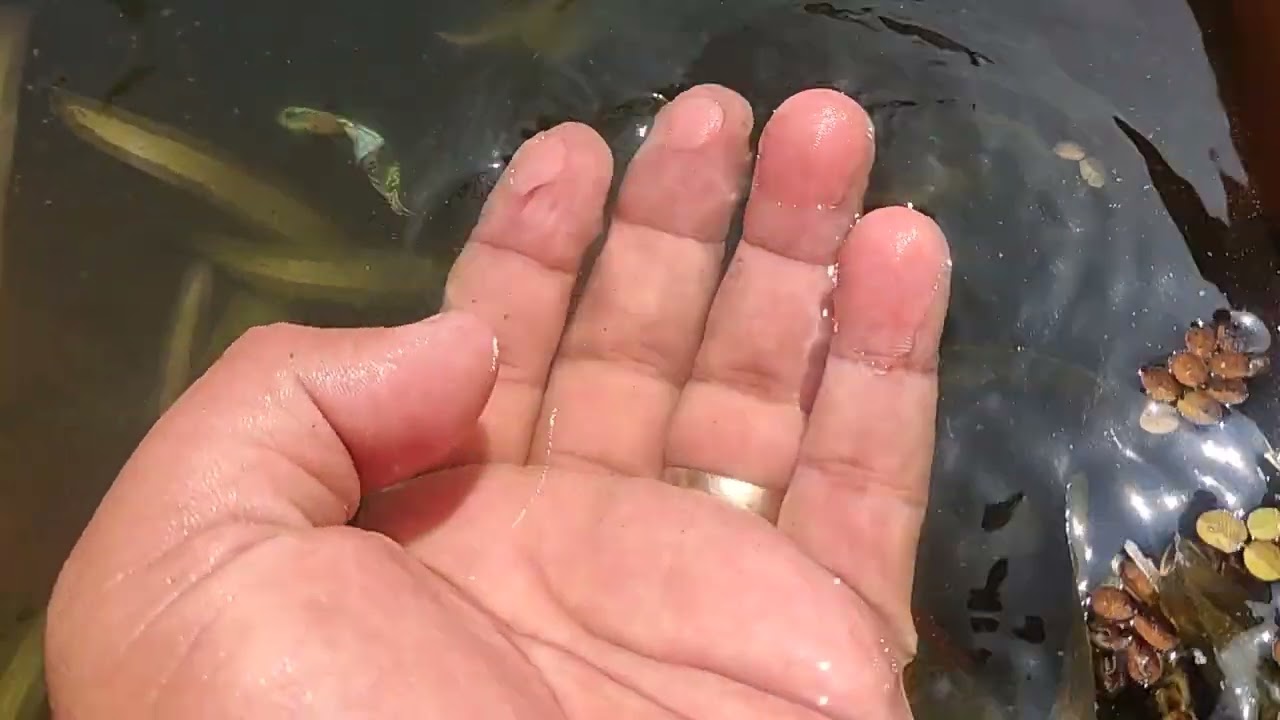 Línea de Guppys dragón en proceso