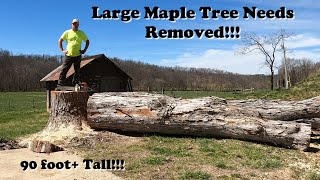 Felling a Large and Very Old Maple Tree.  Timber!!!