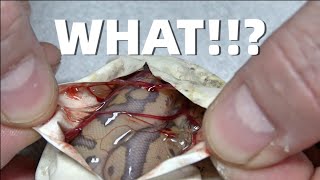 Insane Odds On This Clutch!! Ball Python Hatching! Wealth