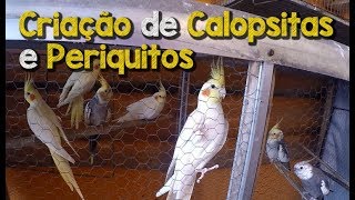 Minha criação de calopsitas e periquitos | Atualizado