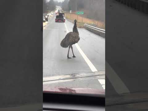 Emu Out For An Afternoon Stroll In Ohio || ViralHog