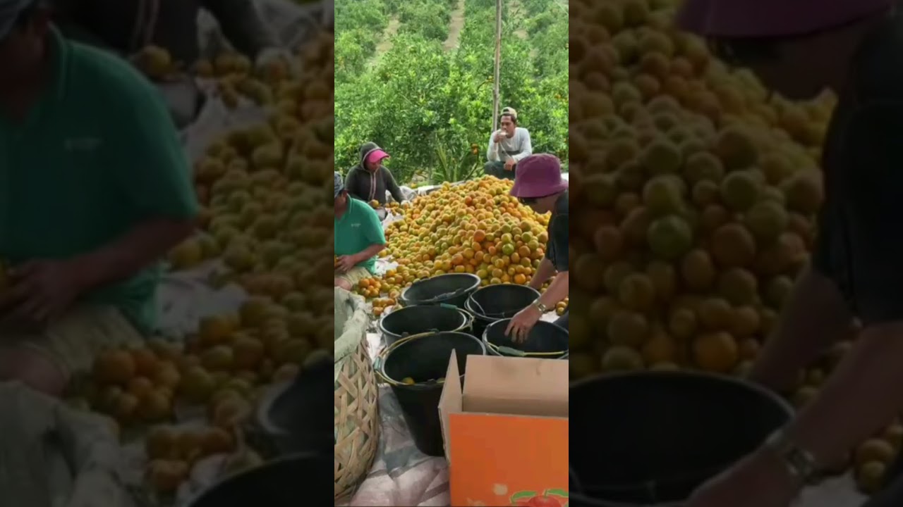 Lanjut panen di kebun jeruk berastagi medan sumatra utara