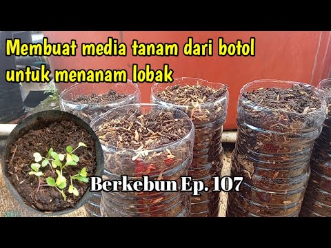 Video: Kami Menanam Lobak Sendiri