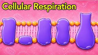 Details Cellular Respiration Explained Clearly (A-level | IB Biology | AP | Undergrad Recap) Guide