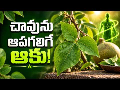 Bilva Patra Benefits: The Leaf of Immortality? | అమరత్వంతో ముడిపడిన బిల్వ పత్రం రహస్యం!
