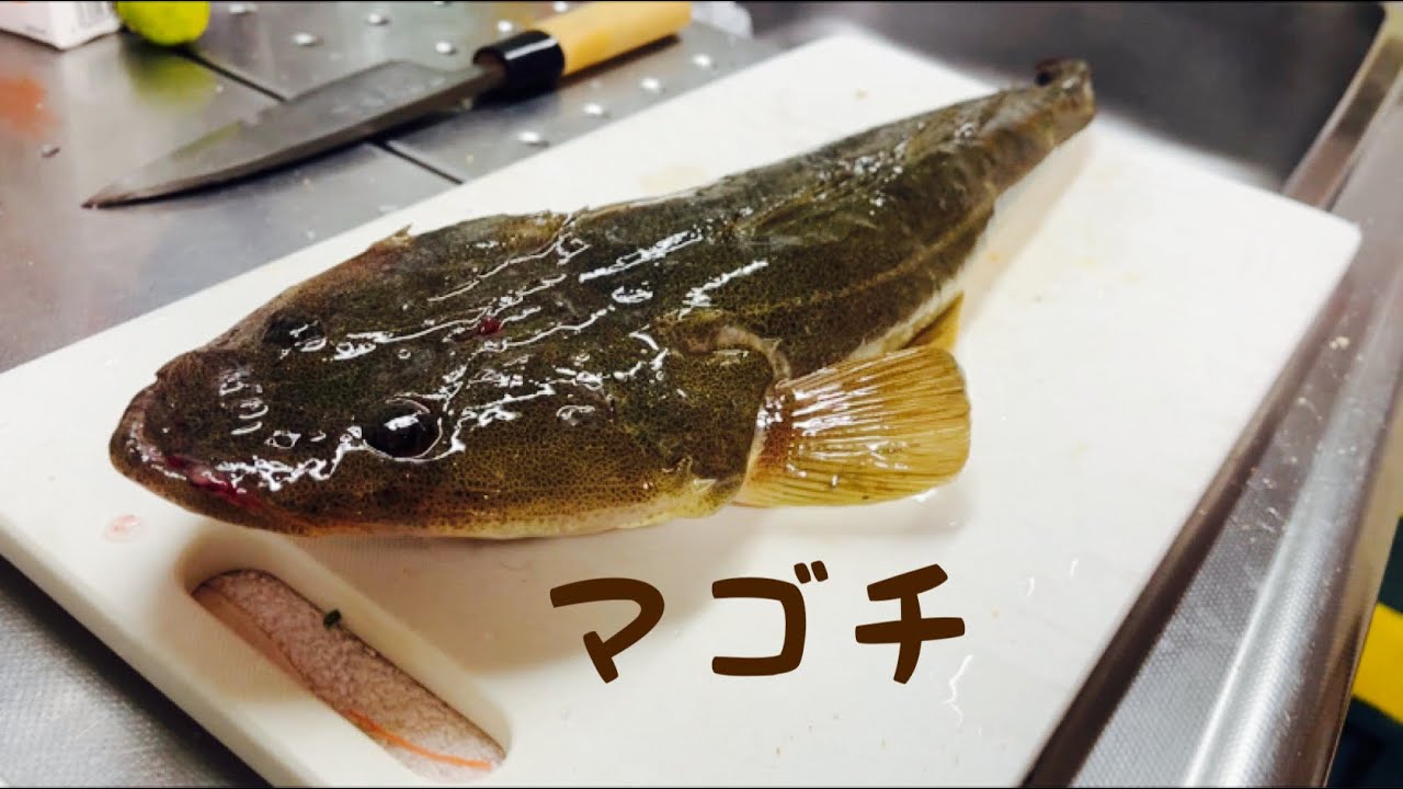料理 初めてマゴチを捌く 難しかったー Youtube 料理 初めてマゴチを捌く 難しかったー Youtube