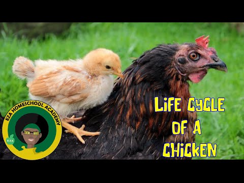 Video: Photo Essay of the Life of a Chicken: From New Hatched to Adult