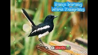 bunyi burung murai kampung | murai bird sound effect | ringtone