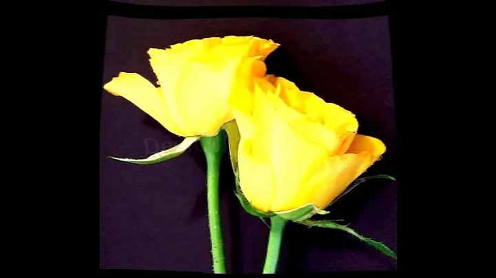 Yellow Rose - Robin Lipson (from the Out of Oblivi...