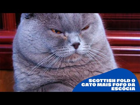 Vídeo: Como Escolher Um Gatinho Scottish Fold