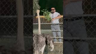 Animal love.#ytshorts #tranding #youtubeshorts #viralshort #ajazkhan #animals