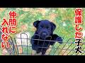 【野犬　子犬　子猫】子グマじゃないよ。一緒に遊びたいけれど仲間に入れない子犬。