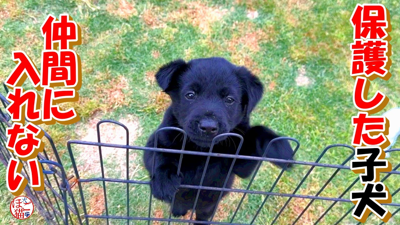 【野犬　子犬　子猫】子グマじゃないよ。一緒に遊びたいけれど仲間に入れない子犬。
