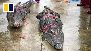 Dozens of crocodiles escape in flooded southern China