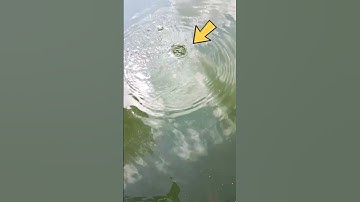 Đụng Hugo Hồ 13 Mẫu 7 #Shorts