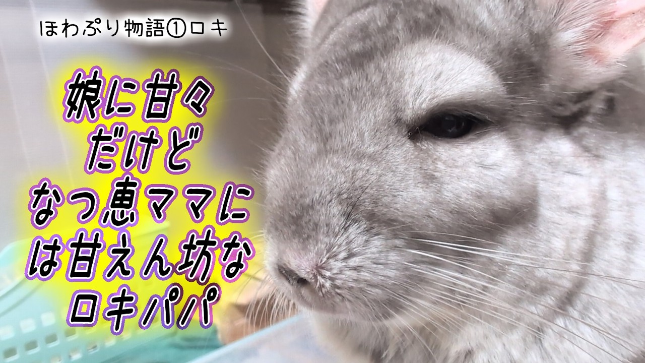 HowaPuri Story】① Loki the Papa: Softie for his daughter, but a