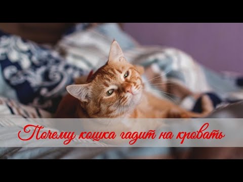 Почему кошка гадит на кровать   Why does a cat shit on the bed