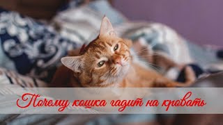 Почему кошка гадит на кровать  Why does a cat shit on the bed