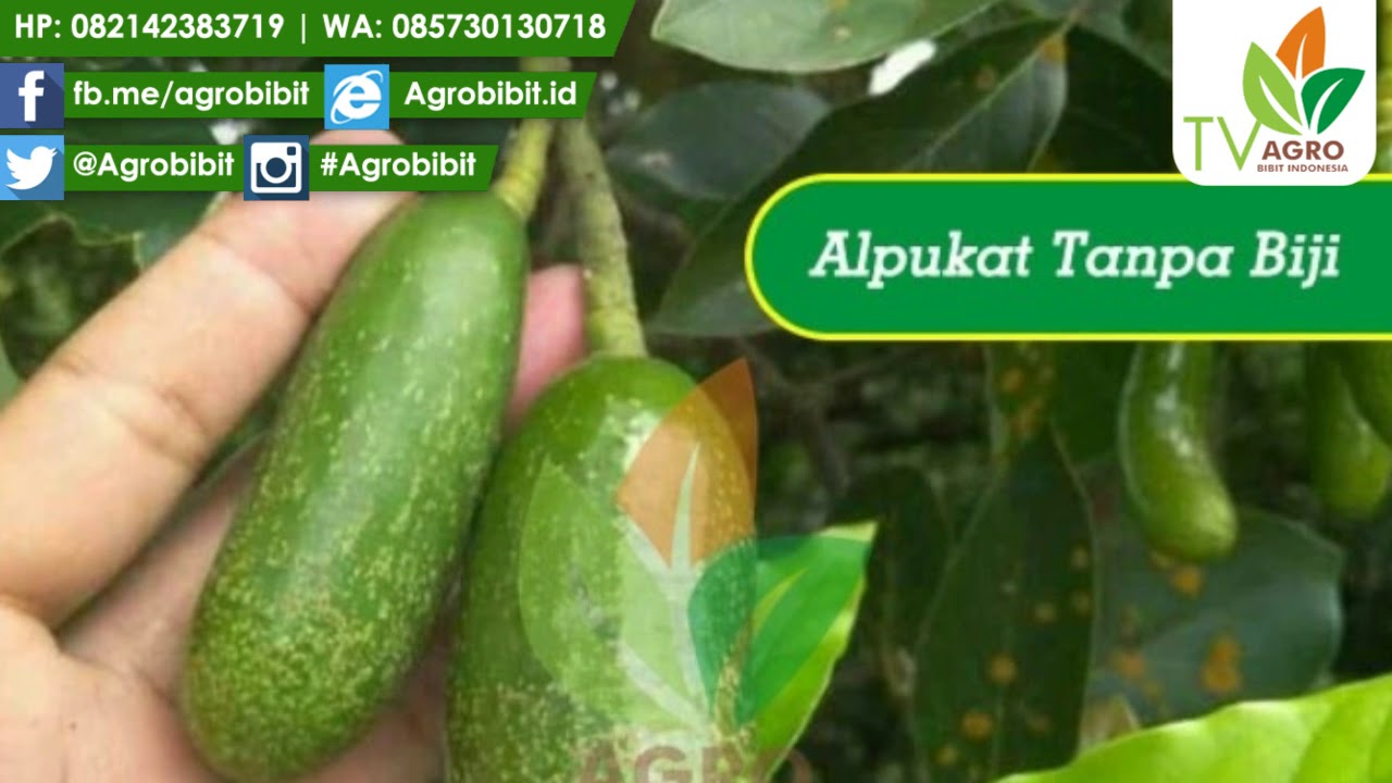 Jual Bibit Alpukat Tanpa Biji Unggul  YouTube