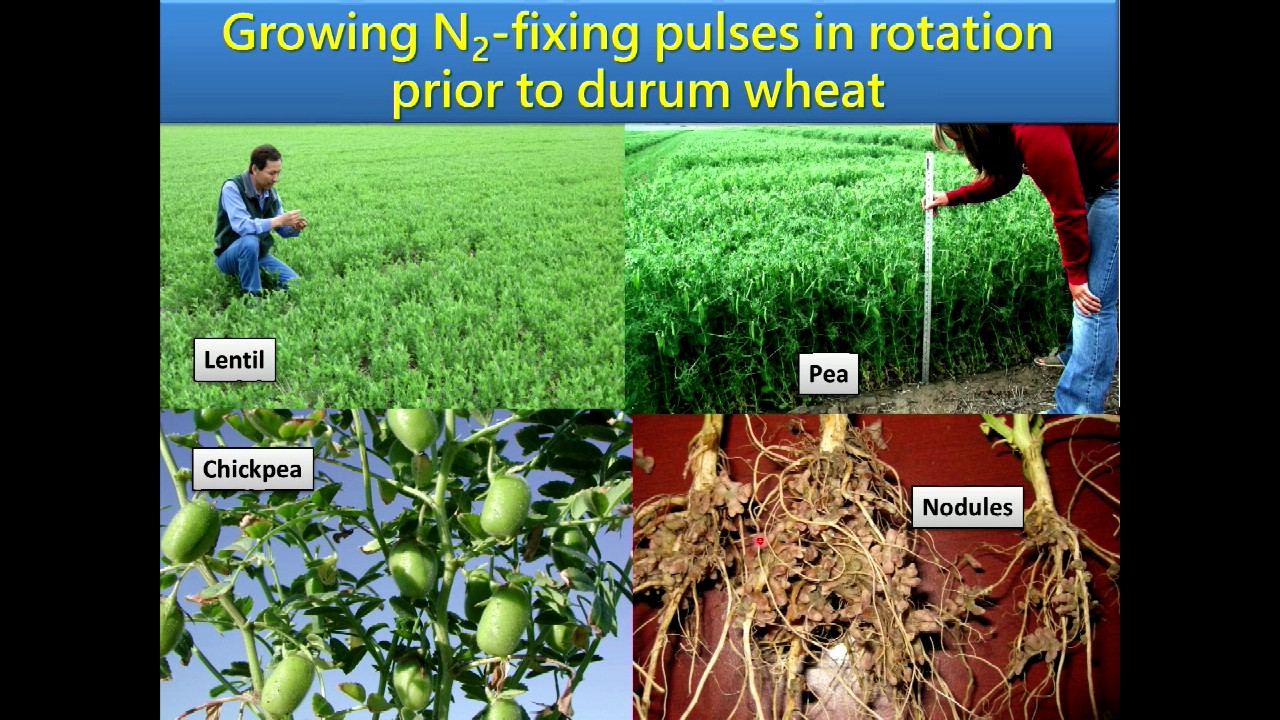 Double Down with Durum! Yantai Gan, AAFC - Farming Smarter Conference 2016
