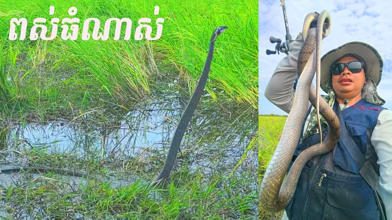 ពស់ធំណាស់មេៗ ស្មានតែត្រីរ៉ស់ ធ្លាប់ដូចខ្ញុំដែរឬអត់! Giant Snake attack fishing Bait!