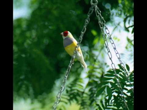 Y Deryn Pur or the Gentle Bird A peaceful ballad o...