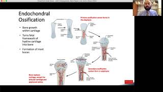 COT Osteogenesis, Bone Repair, and Joints