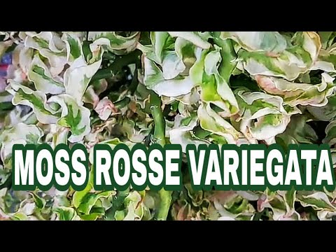 Video: Tiada Bunga Pada Tumbuhan Moss Rose: Sebab Portulaca Tidak Mekar