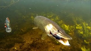 Fishing: Big vs small. Mike the Pike got hammered hard in 19 attacks. Рыбалка щука атака.