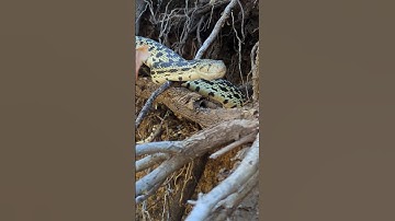 Very large Gopher snake giving a warning hiss.
