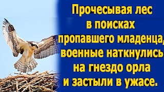 Прочесывая лес в поисках пропавшего младенца, военные наткнулись на гнездо орла и застыли в ужасе.