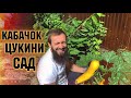 100 КАБАЧКОВ С ОДНОГО КУСТА СБОР УРОЖАЙ С ОГОРОДА КАБАЧКИ , ЦУКИНИ , ФАСОЛЬ