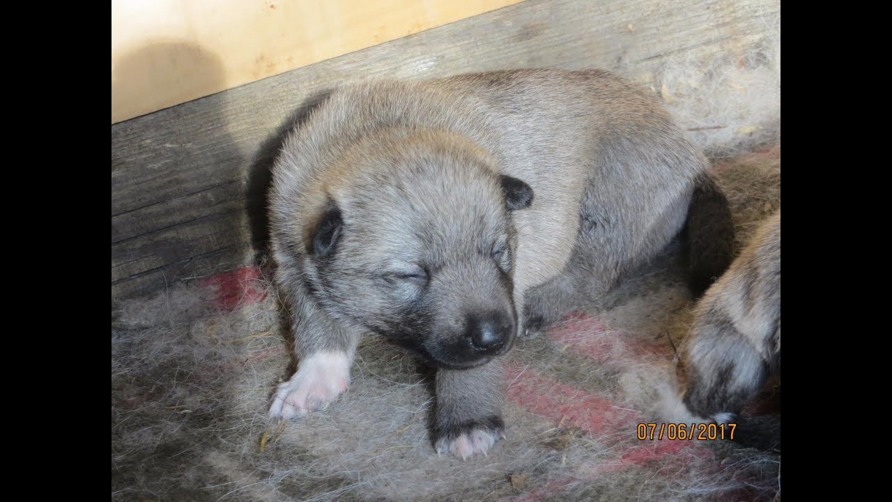 щенок наказан. когда открывают глаза щенки лайки. щенок не ходит на пеленку 3 месяца. туалет для собак. когда щенки начинают писать.