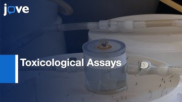 Testing Effects Of Epigenetic Drug On Development, Fecundity & Survivorship l Protocol Preview