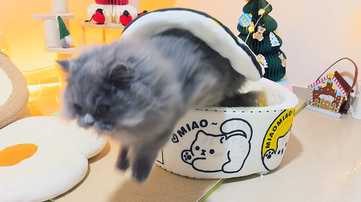 Video 7021031: funny cat hates, breed male, cat sleeping, cat cute funny