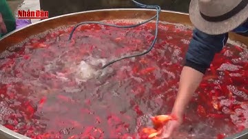 Sôi động thị trường cá chép trước thềm Tết ông Táo