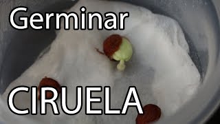 Como germinar semillas de CIRUELA! || México Verde
