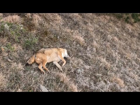 ნადირობა მტაცებელზე საგეში მდევრებით | კარგი შედეგი და კარგი საქმე 4K