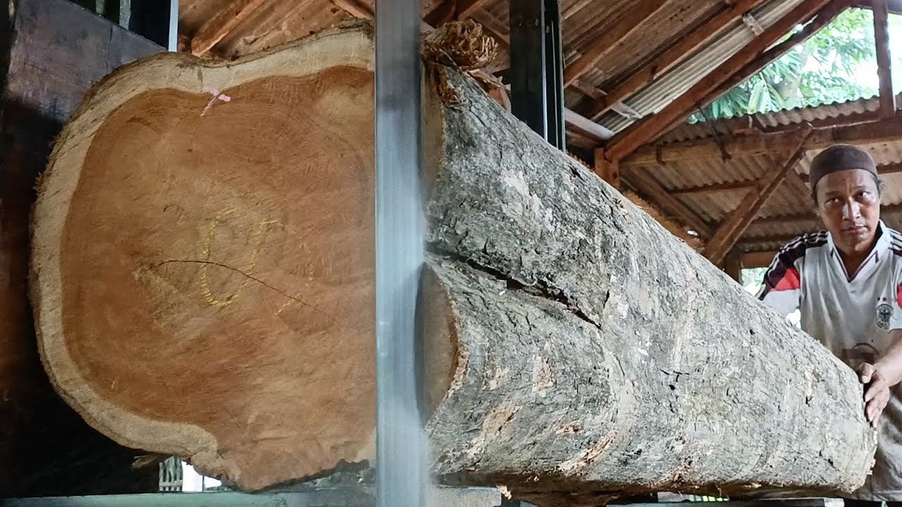 Extreme and full of strategy || Amazing tree sawing - YouTube