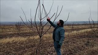 Обрезка в 4-летнем ореховым саду Песчанского. Базовые детали формировки.