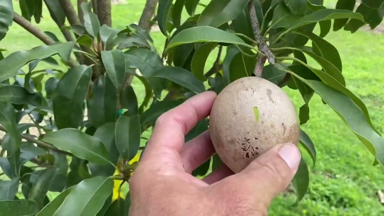 Tropical Fruit Forest