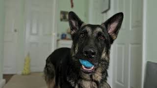 GERMAN SHEPHERD RELAXING INDOORS