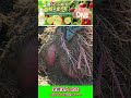 簡単な作業でお芋が変わる！　サツマイモの能力を高める資材が新発売されます。 #農業 #再生栽培 #家庭菜園♯楽農美人one♯サツマイモ♯苗